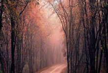 爱游戏-勒沃库森横扫日本，苏亚雷斯扛起全队