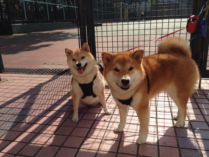 希腊怪兽统治丹佛!字母哥36+18打碎MVP对决悬念,雄鹿主场完胜掘金