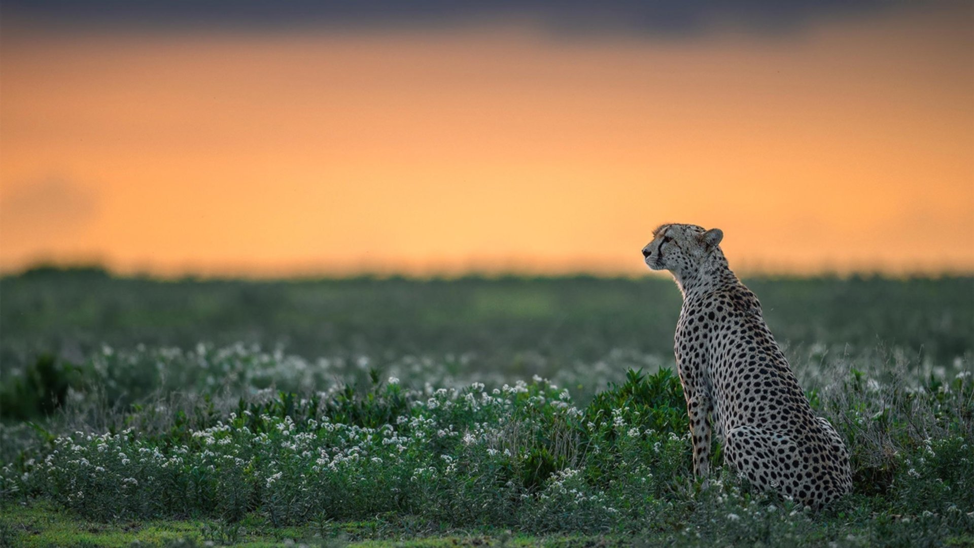爱游戏大厅-当不可能成为现实，阿隆索如何带领雷诺上演F1史上最不可思议的逆袭
