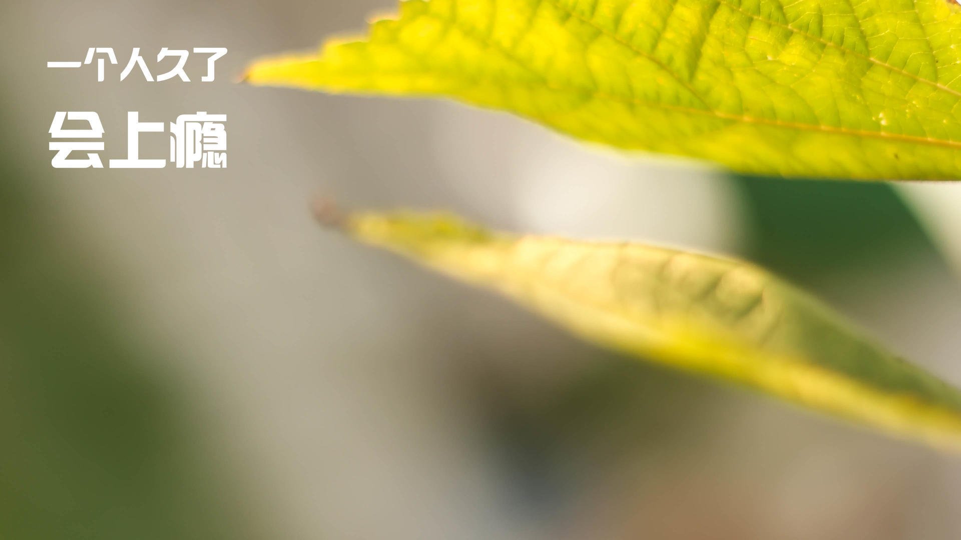 平行世界里的共同公式,当公牛的风吹过江苏,欧文的火点燃篮筐