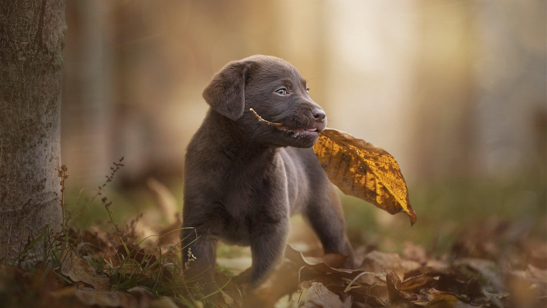 奥恰洛夫燃爆赛场！葡萄牙队绝地反击，与德国队上演七局史诗鏖战