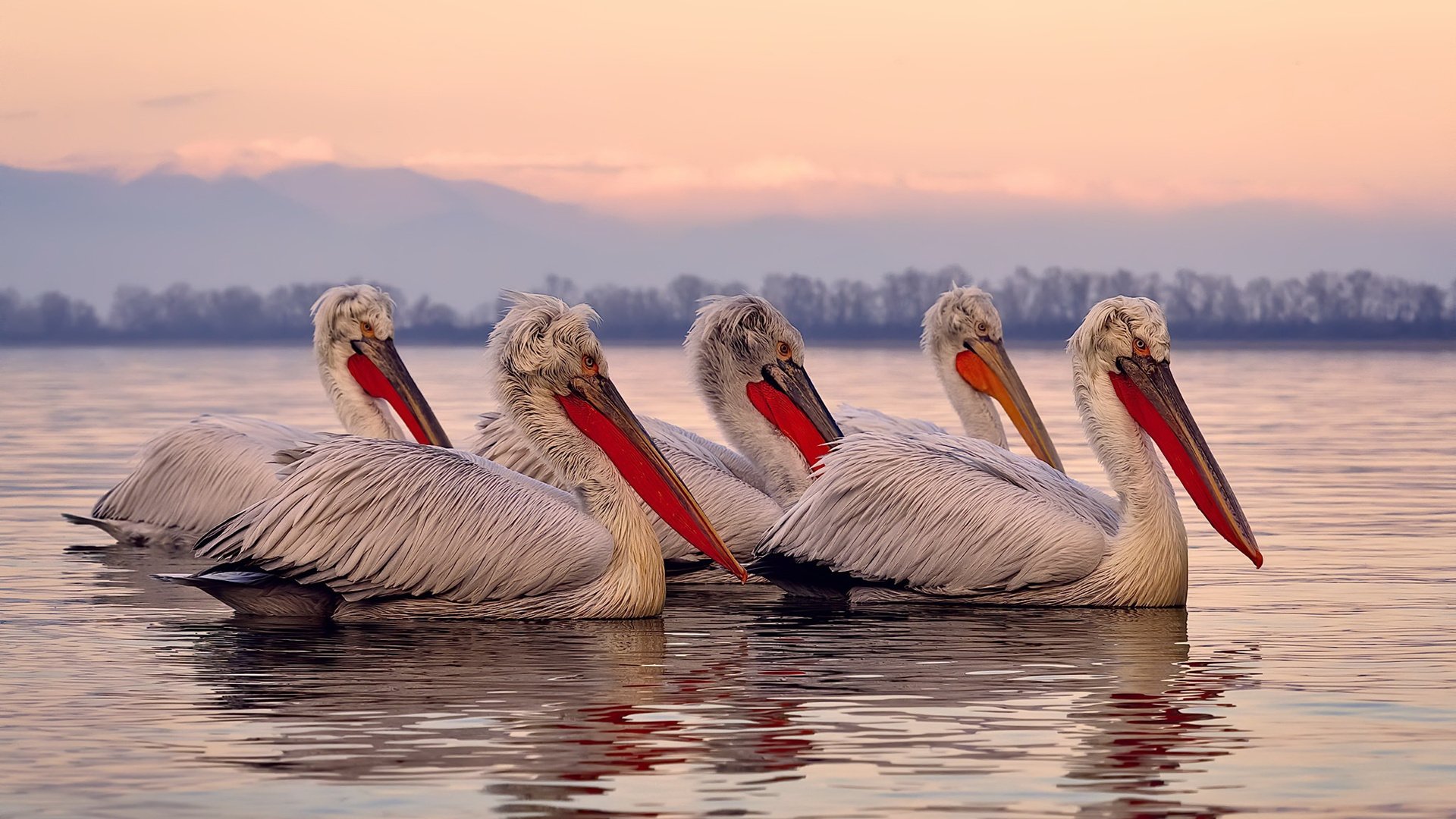 爱游戏入口-别以为我老了！伊布客场神迹，独闯龙潭撕裂韩国防线