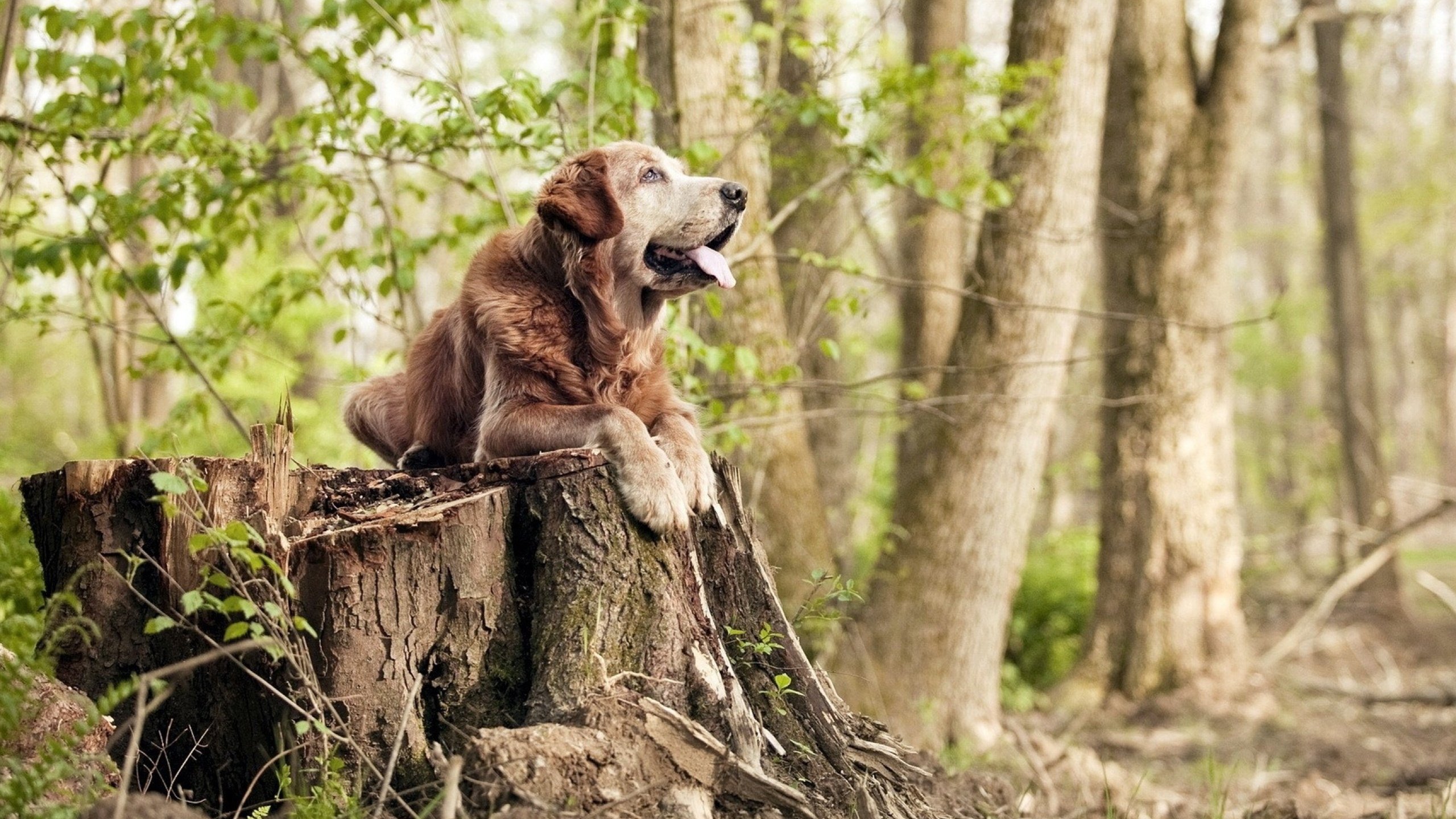 爱游戏官方入口-从落选秀到巨人杀手，范弗利特如何扛起尼克斯横扫热火的逆袭之路