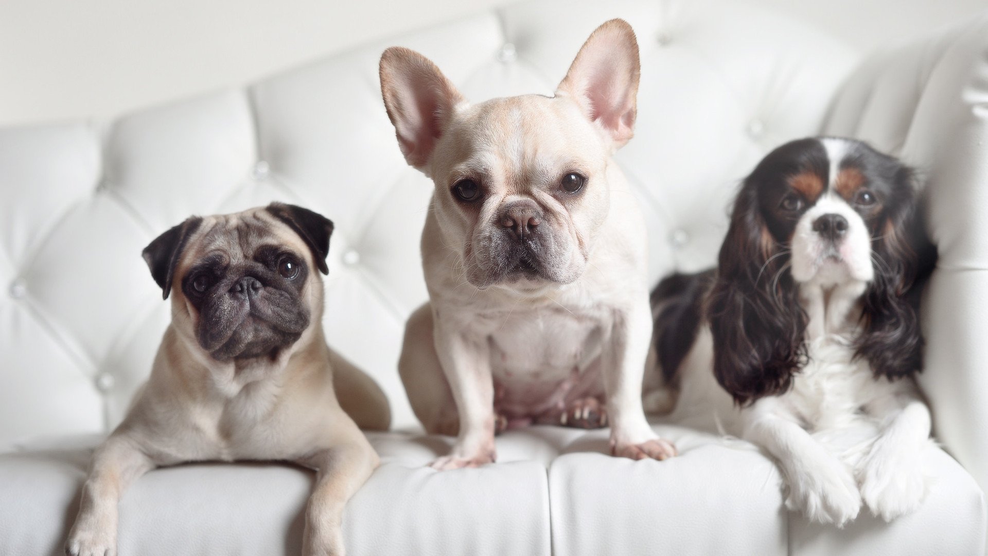 平行宇宙激战,广东队史诗逆转篮网,戈贝尔率队重塑团队篮球