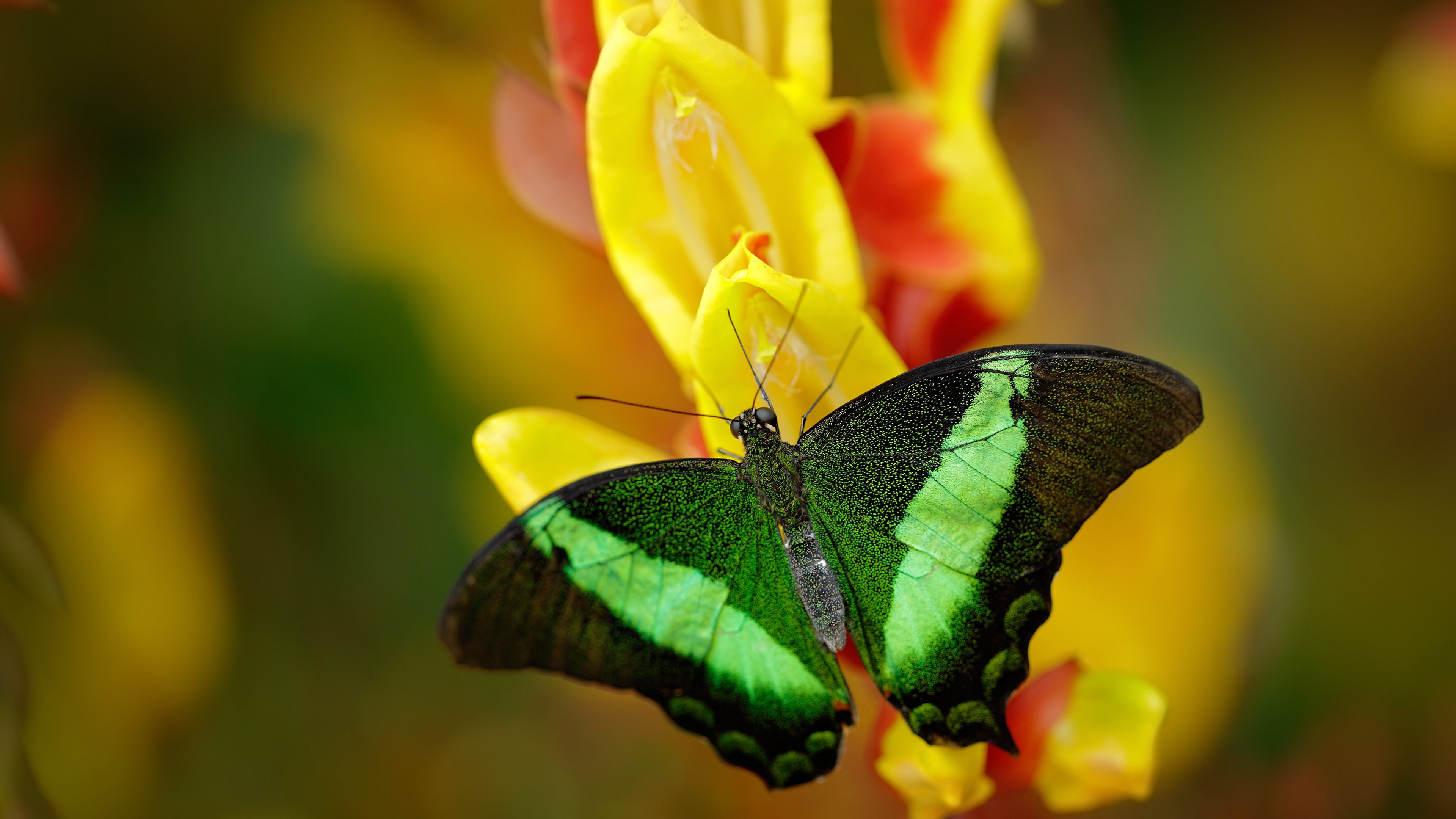 唯一性的交响,勇士一波流定乾坤,英格拉姆F1揭幕战铸传奇