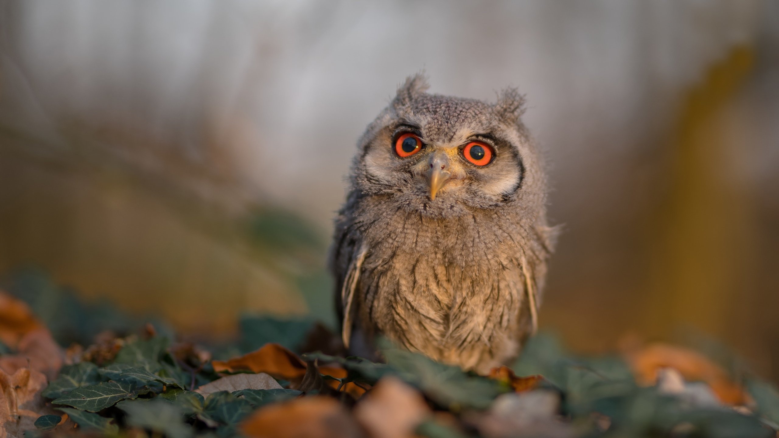 铁蹄之下无完卵，马刺碾碎勇士，武切维奇让对手陷入绝望