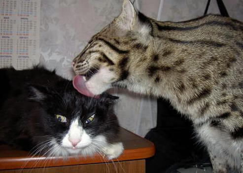 沉默的绞索,哈利伯顿如何用一场教科书式防守导演惊天逆转