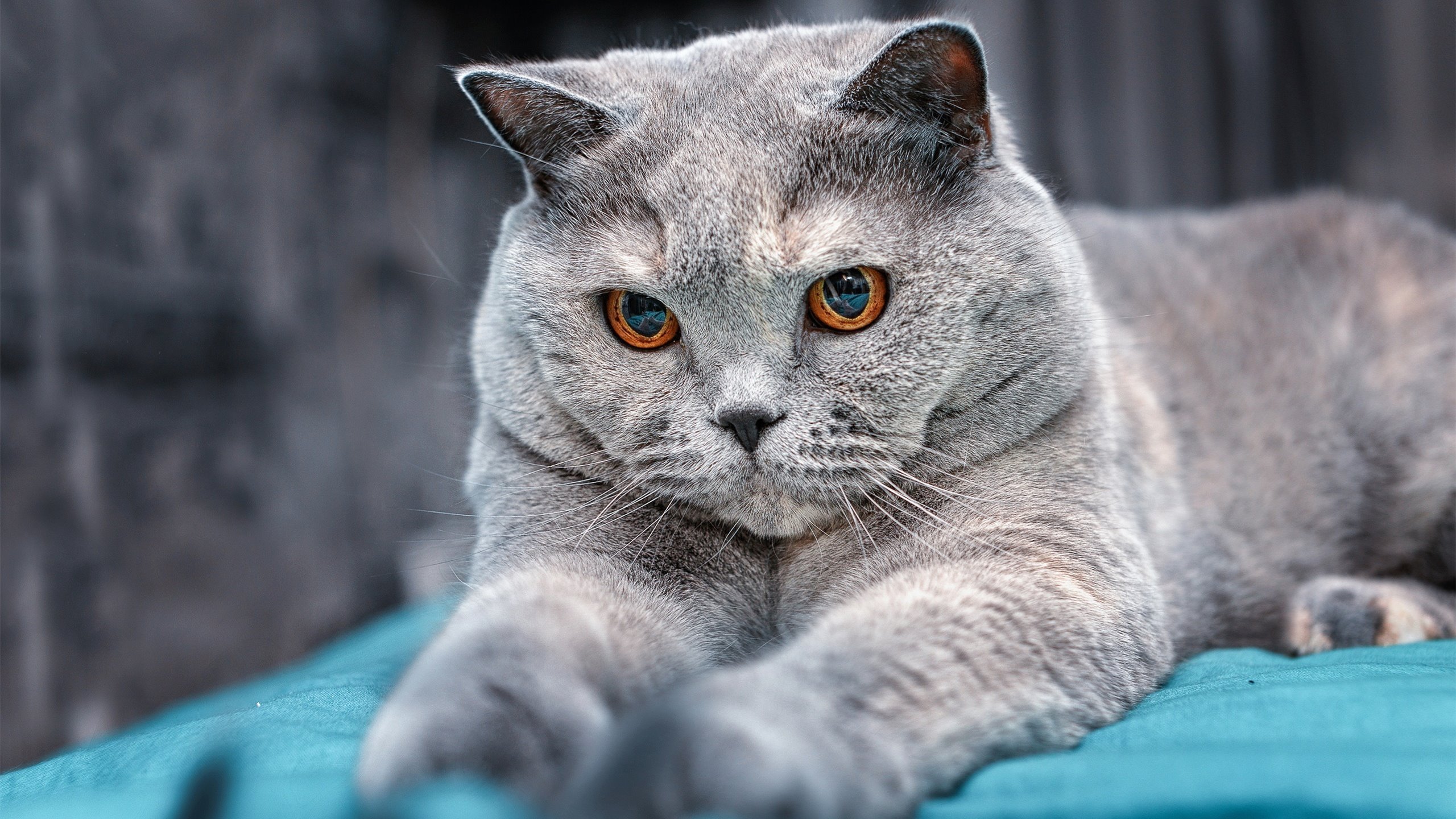 贝恩的幽灵时刻，当数据溢出屏幕，篮球显现新维度