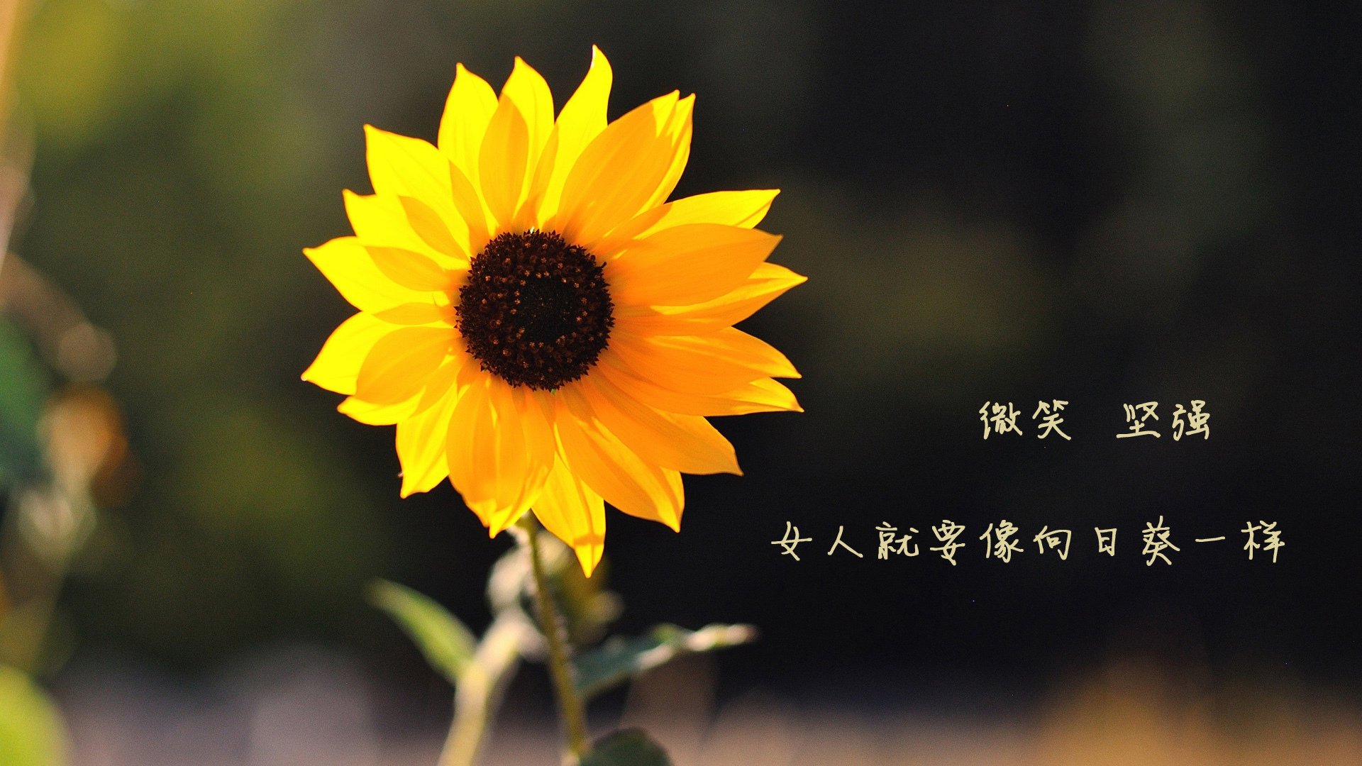 绝境中的光辉，库尔图瓦一扑定乾坤，法国险胜波兰晋级