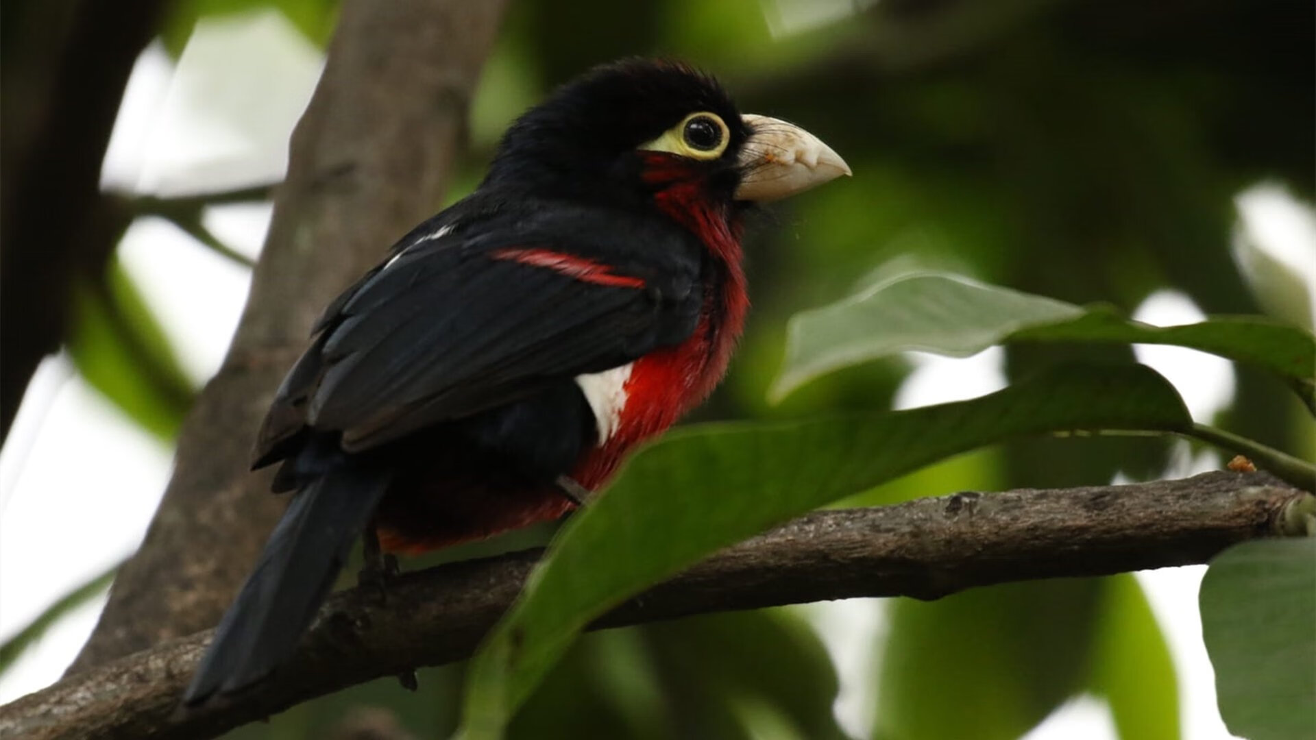 从亚特兰大到波士顿,当詹姆斯在两种时空中同时统治比赛