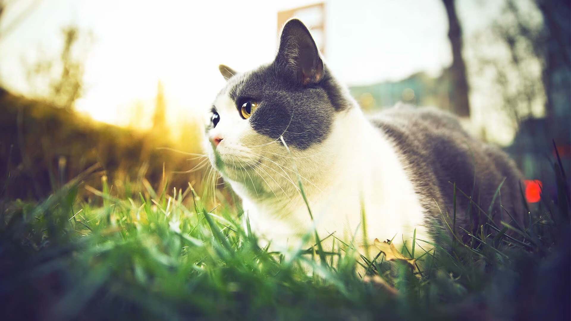 爱游戏APP-蓝黑锁链绞杀新大陆飓风 阿克炽热引擎点燃梅阿查圣焰