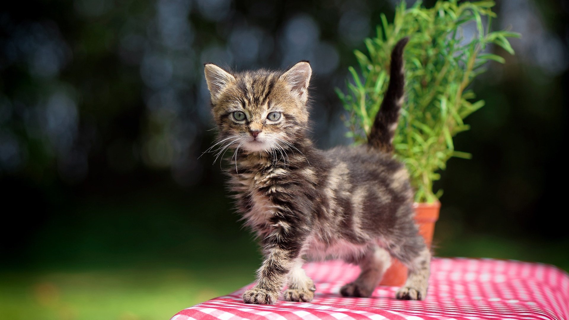 小贾伦单骑救主！吉林掀翻卫冕冠军，辽宁王朝现裂痕？
