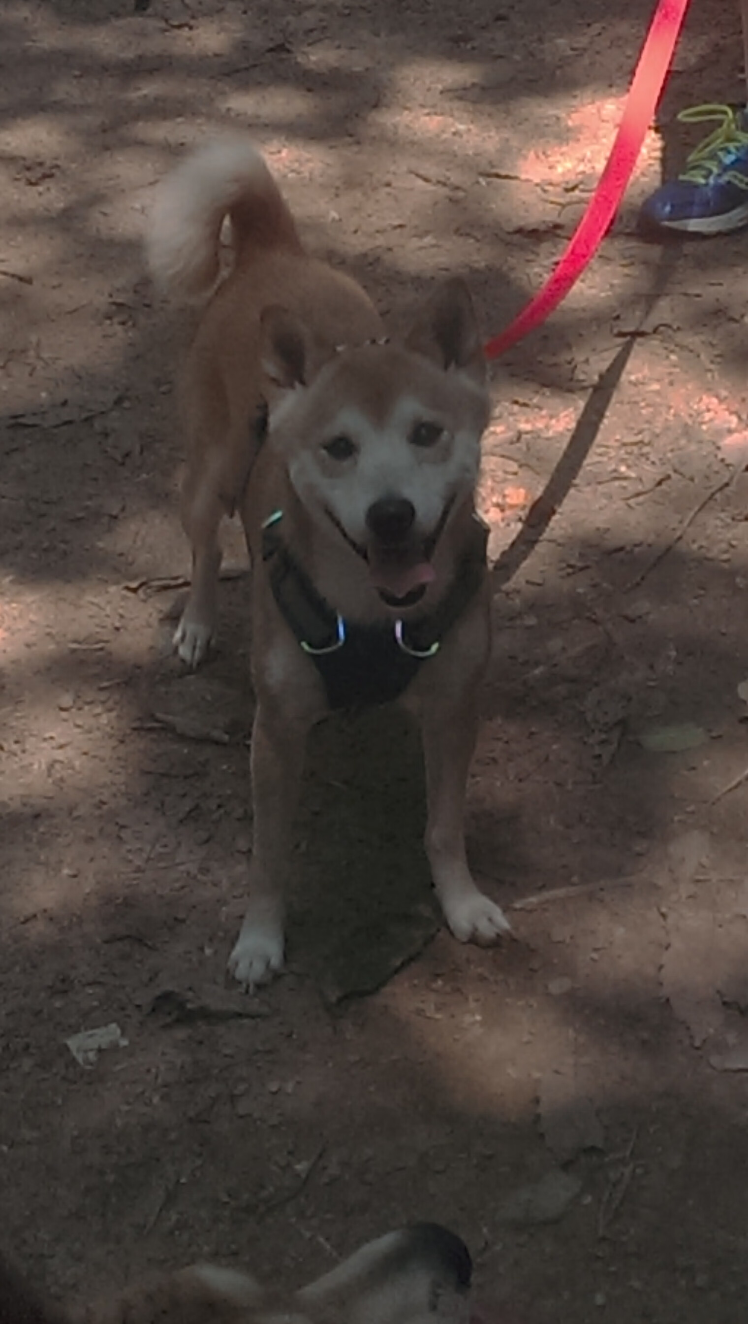 风暴眼中决胜一秒,西亚卡姆撕裂猛龙锁链之战