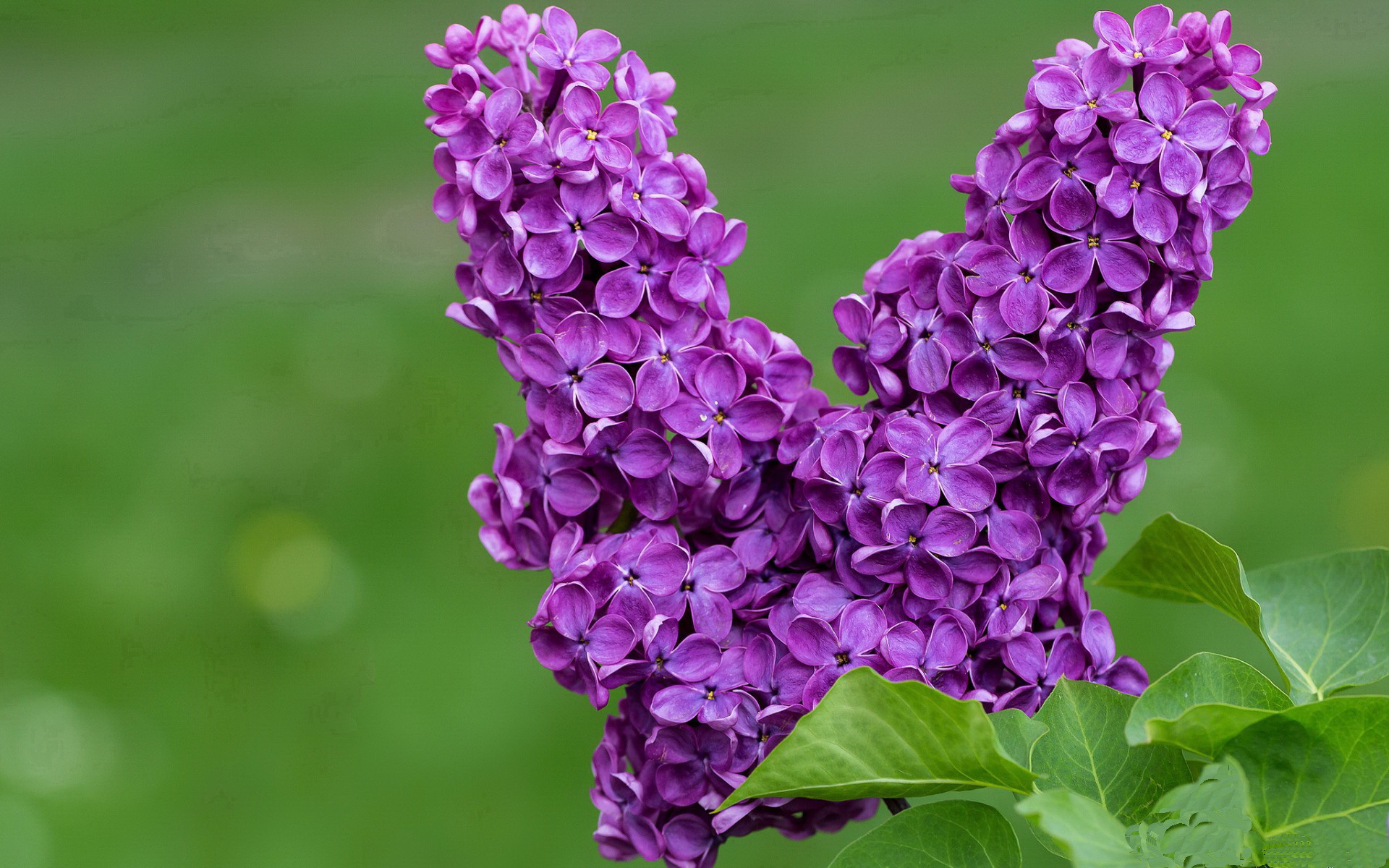 爱游戏APP-阿尔及利亚终结威尔士，斯通斯持续制造杀伤引领胜利