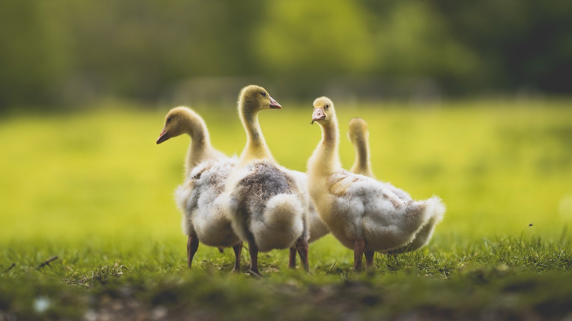 巴斯克铁骑碾过桑巴军团,毕尔巴鄂非典型火力全开,门迪化身叹息之墙