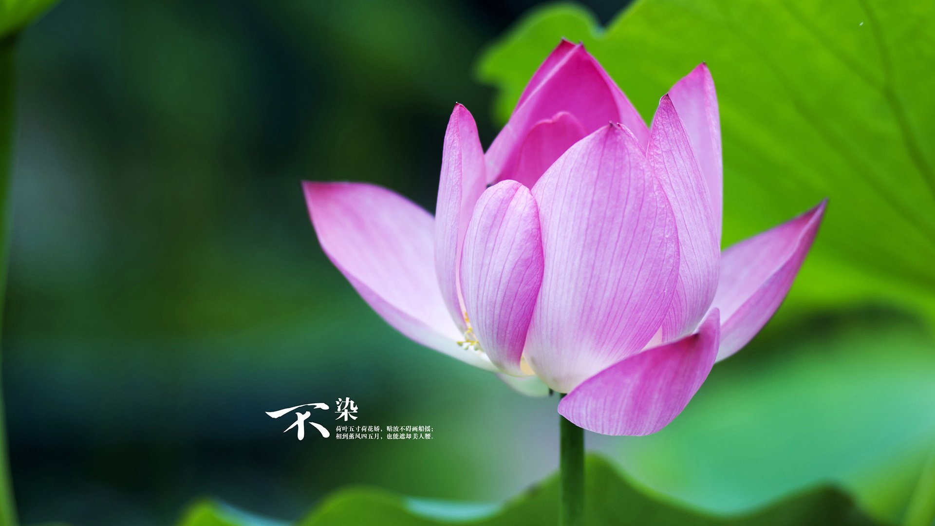 无声引擎，伦纳德如何成为湖人逆转雄鹿的转换艺术核心