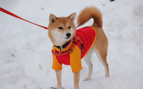 爱游戏官方-橙色的坚韧之花，荷兰最后时刻绽放，京多安持续杀伤力定乾坤