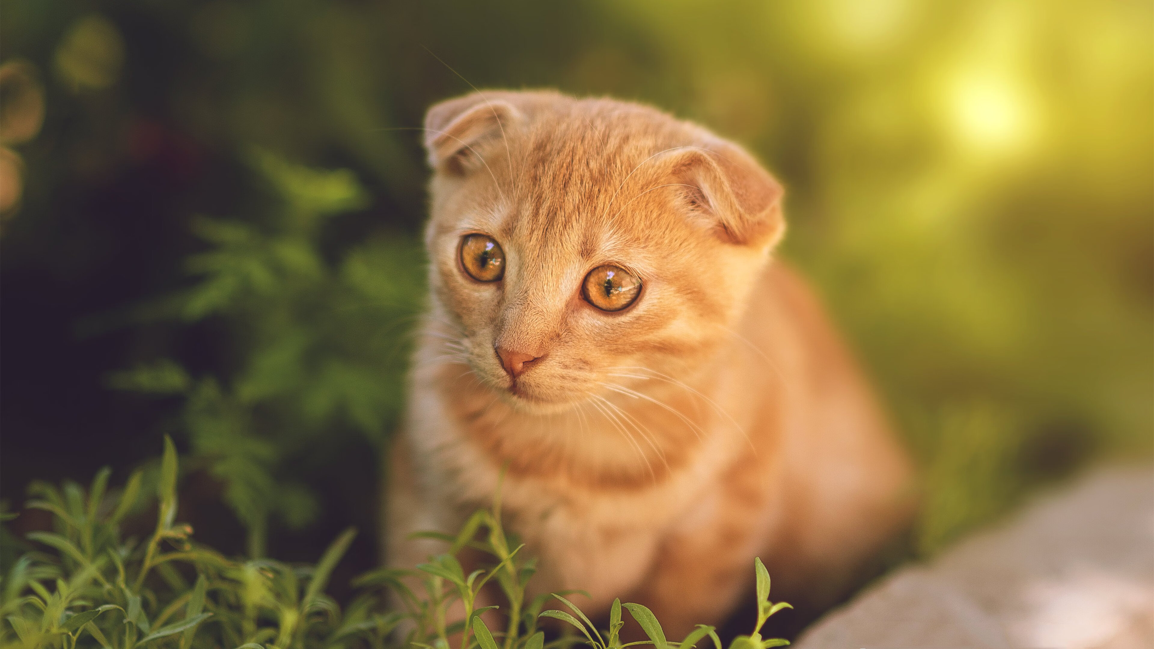 铁锤坠落时，为何星空一片寂静，当辽宁的工业篮球击溃休斯顿的数学神话