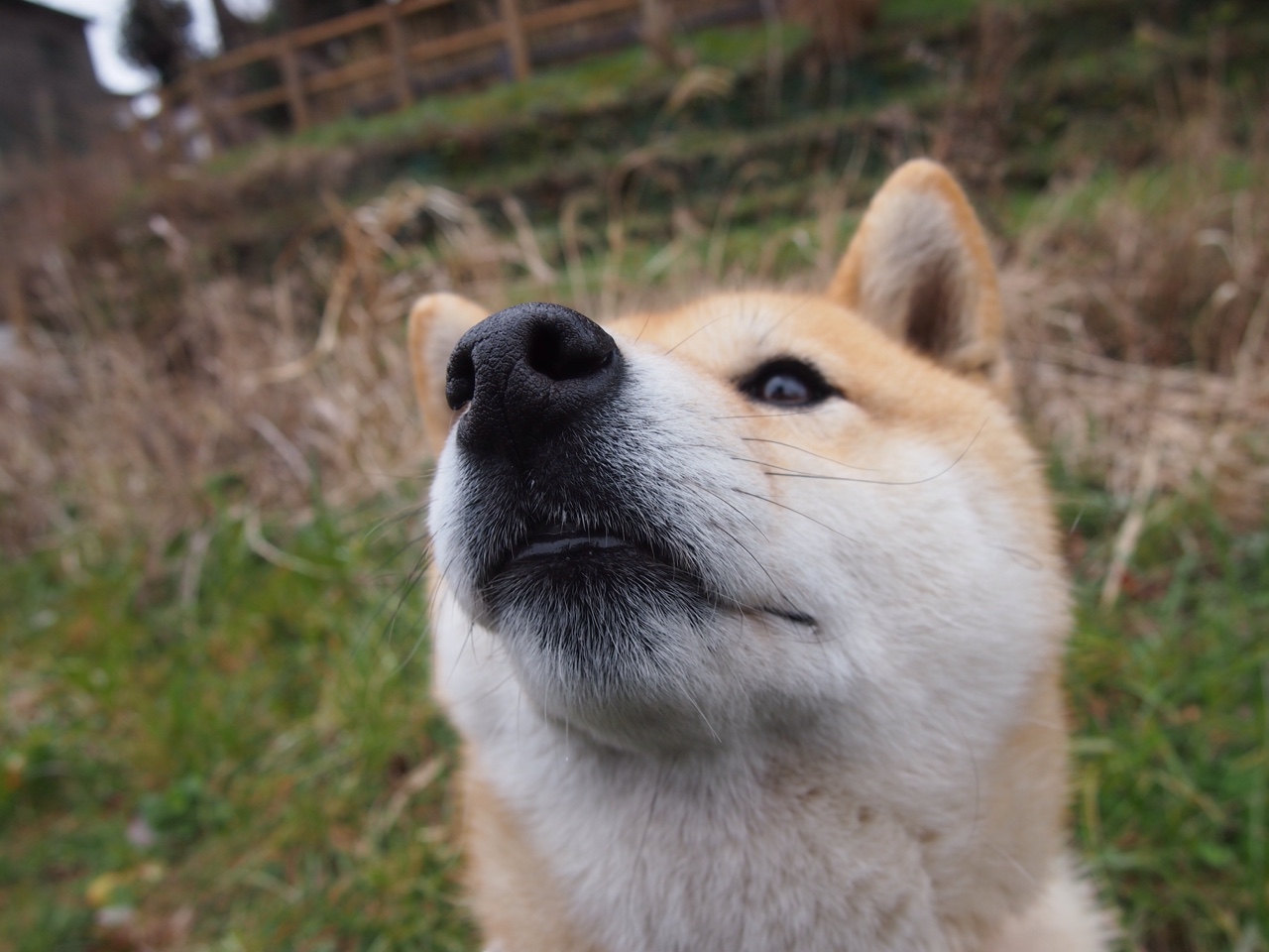 跨界辉煌，骑士绝杀独行侠与哈利伯顿的欧冠决赛传奇