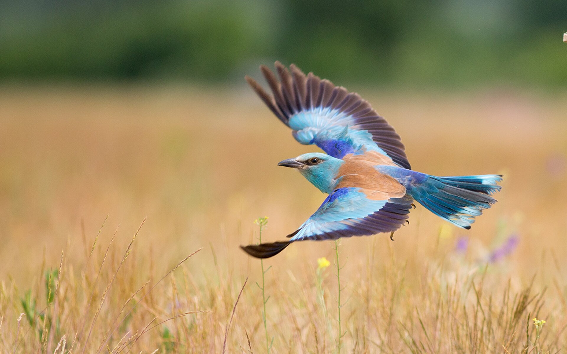 绝对掌控！英格拉姆状态火热助魔术摧枯拉朽战胜灰熊