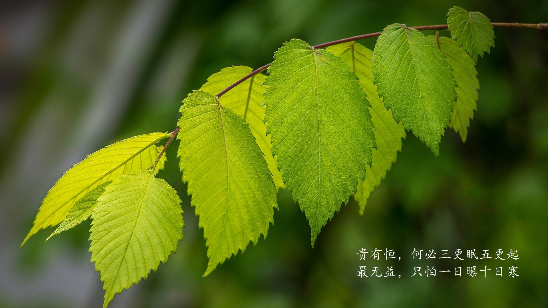 沙漠中的告别,与桑巴之子的救赎